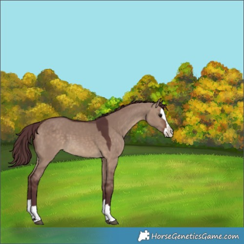 Horse Color:Chocolate Brown Dun Splash 