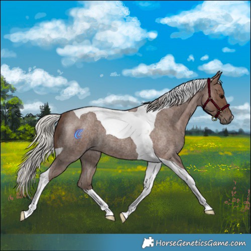 Horse Color:Silver Blue Roan Tobiano 