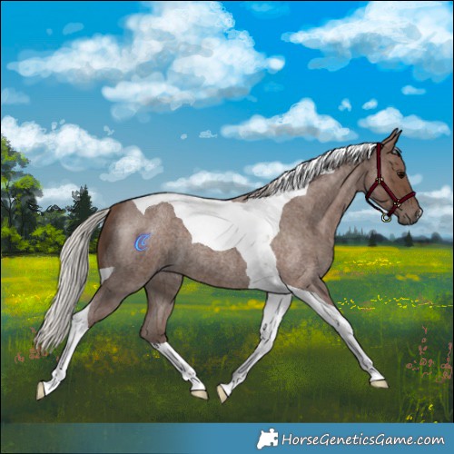 Horse Color:Silver Blue Roan Tobiano 
