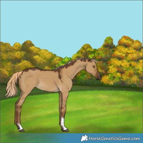 Horse Color:Chocolate Palomino Dun Tobiano