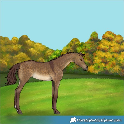 Horse Color:Chocolate Buckskin Dun 