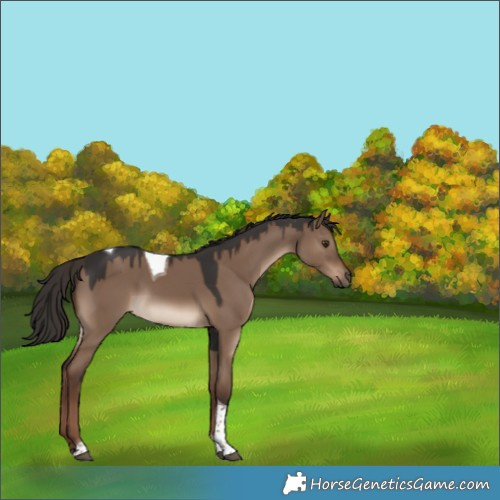 Horse Color:Liver Red Dun Tobiano 