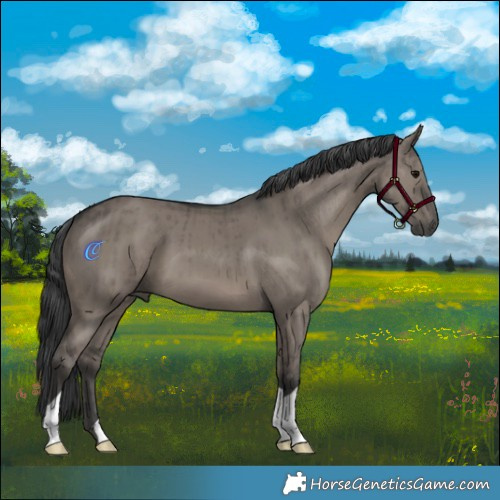 Horse Color:Grullo Brindle 
