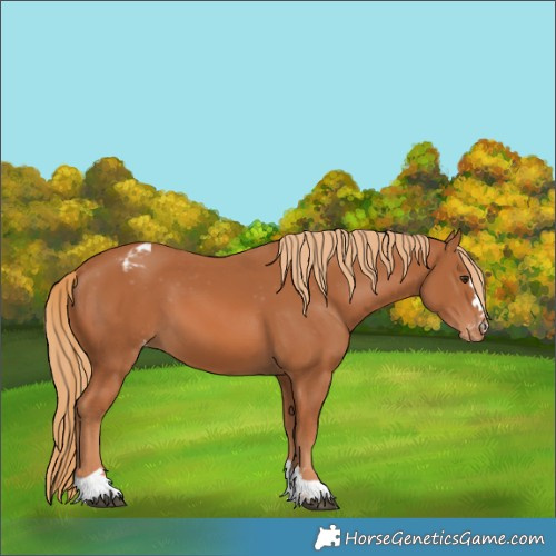 Horse Color:Chestnut Appaloosa 