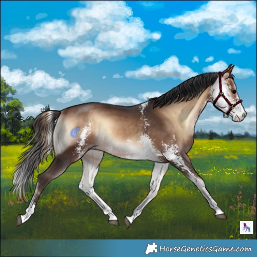 Horse Color:Bay Onyx Sabino 