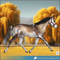 Horse Color:Bay Onyx Sabino 
