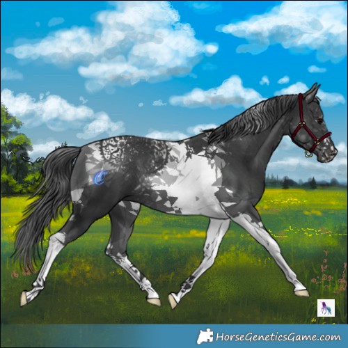 Horse Color:Black Tobiano 