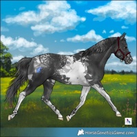 Horse Color:Black Tobiano 