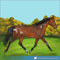 Horse Color:White Spotted Bay 