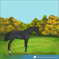 Horse Color:Black Tobiano Rabicano 