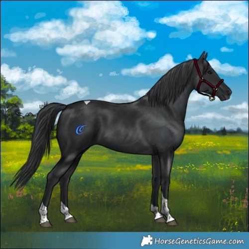 Horse Color:Black Tobiano 
