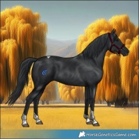 Horse Color:Black Tobiano 