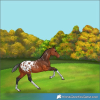 Horse Color:Powder White Bay Tobiano Appaloosa Rabicano 