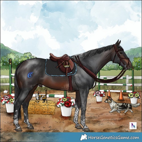 Horse Color:Brown Tobiano 