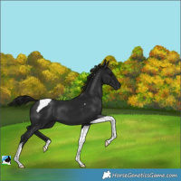 Horse Color:Gray Brown Tobiano 