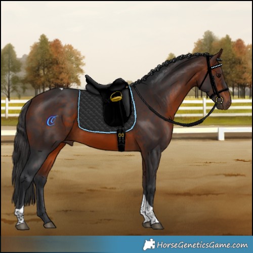 Horse Color:Bay Tobiano 