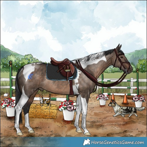 Horse Color:Brown Dun Tobiano Rabicano