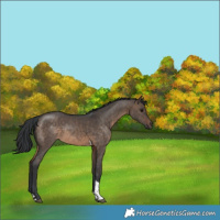 Horse Color:Brown Dun Tobiano Rabicano 