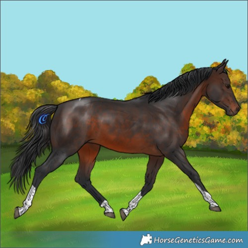 Horse Color:Brown Tobiano 