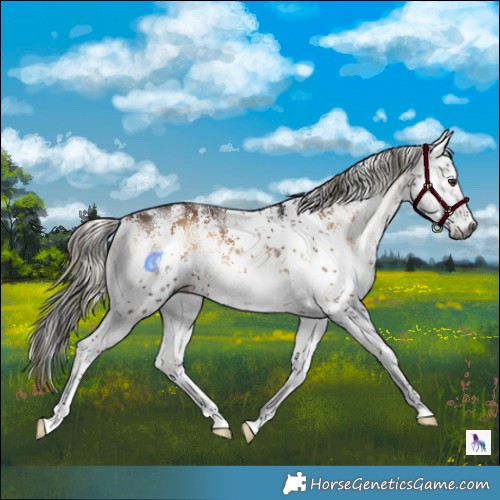 Horse Color:Gray White Spotted Liver Red Onyx Mushroom Sabino