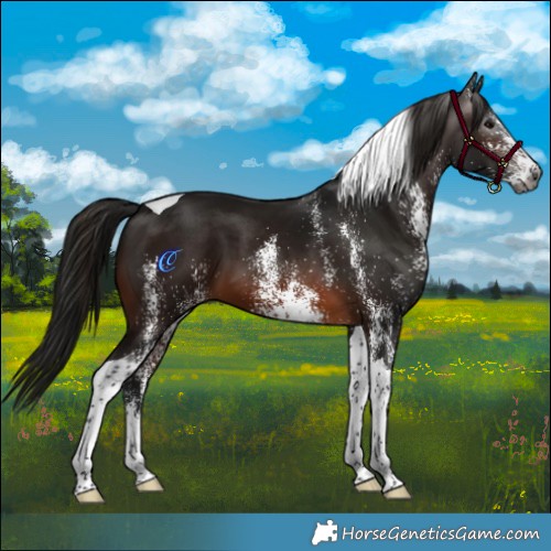 Horse Color:Gray White Spotted Bay Tobiano 