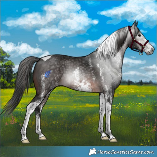 Horse Color:Gray White Spotted Bay Tobiano 