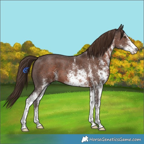 Horse Color:White Spotted Liver Chestnut 