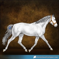 Horse Color:Gray Liver Chestnut Splash