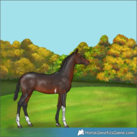 Horse Color:Brown Tobiano Rabicano 