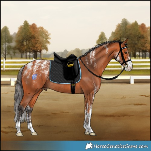 Horse Color:Powder White Bay Rabicano 