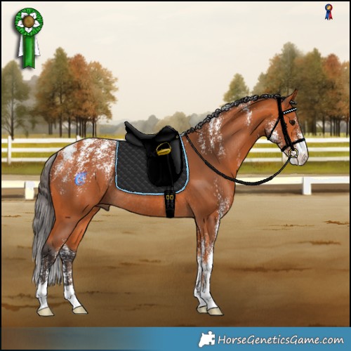 Horse Color:Powder White Bay Rabicano 