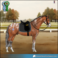 Horse Color:Powder White Bay Rabicano