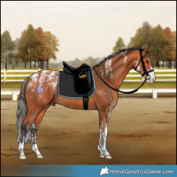 Horse Color:Powder White Bay Rabicano