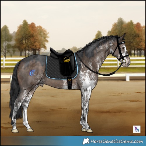 Horse Color:White Spotted Brown Dun 