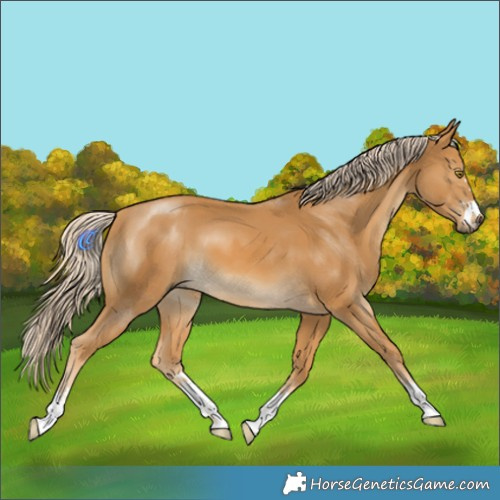 Horse Color:Palomino 