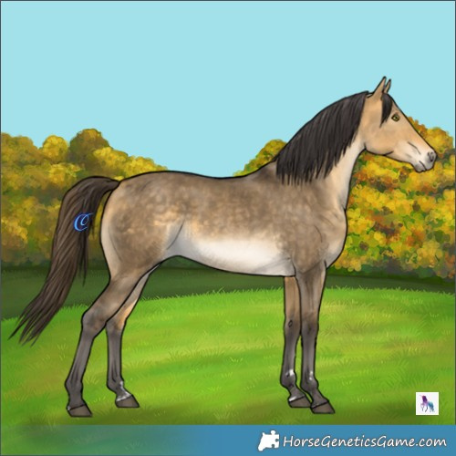 Horse Color:Buckskin Dun Mushroom 