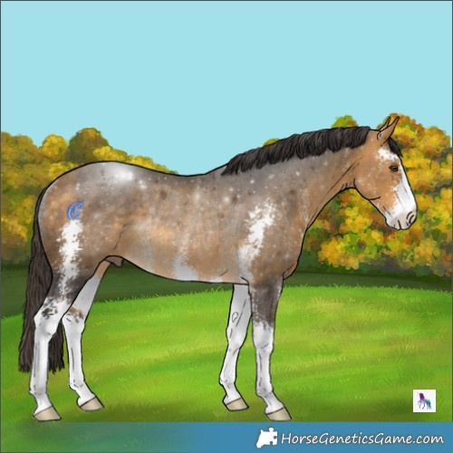 Horse Color:Buckskin Sabino Rabicano