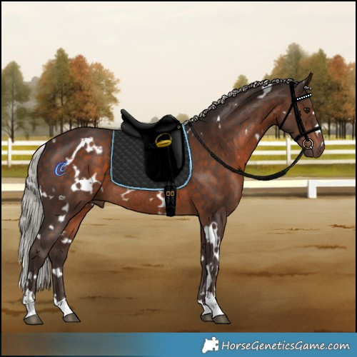 Horse Color:White Spotted Silver Brown Rabicano 