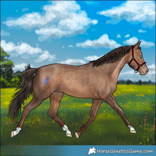 Horse Color:Sable Champagne 