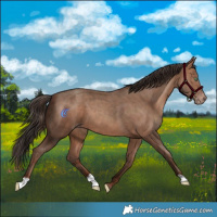 Horse Color:Sable Champagne 