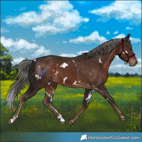 Horse Color:White Spotted Liver Chestnut Mushroom