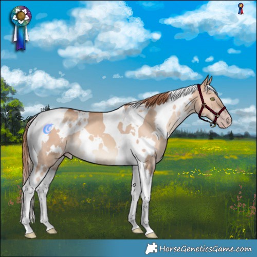Horse Color:White Spotted Gold Champagne Dun Tobiano 