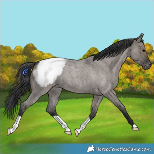 Horse Color:Grullo Roan Appaloosa