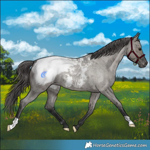 Horse Color:Grullo Roan Appaloosa 