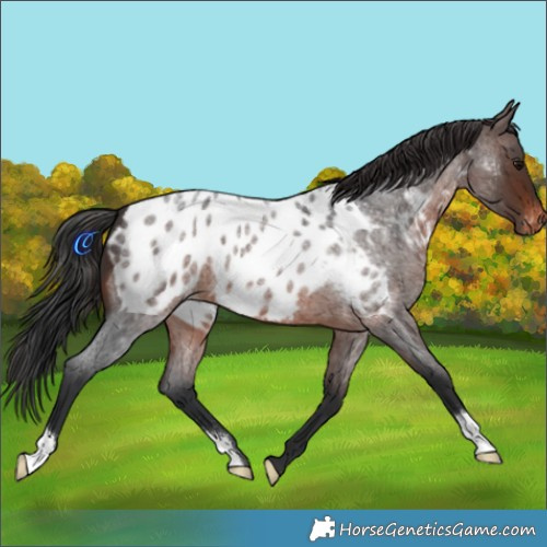 Horse Color:Brown Roan Appaloosa 