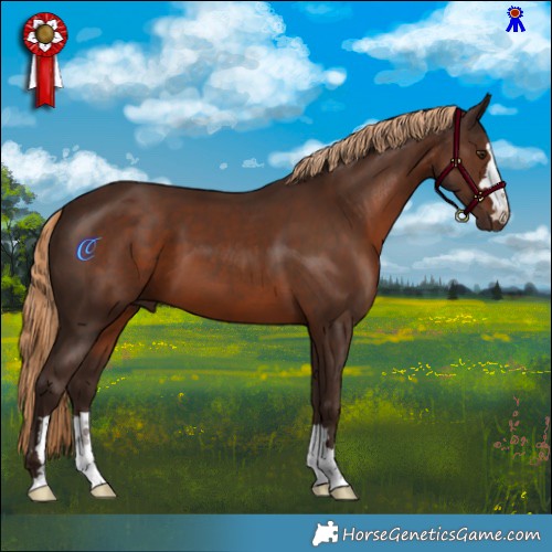 Horse Color:Liver Chestnut 
