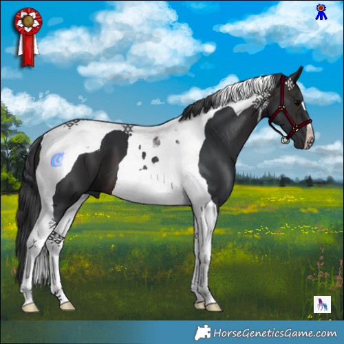 Horse Color:Brown Tobiano 