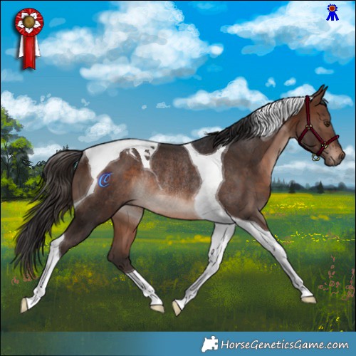 Horse Color:Brown Mushroom Tobiano Rabicano 