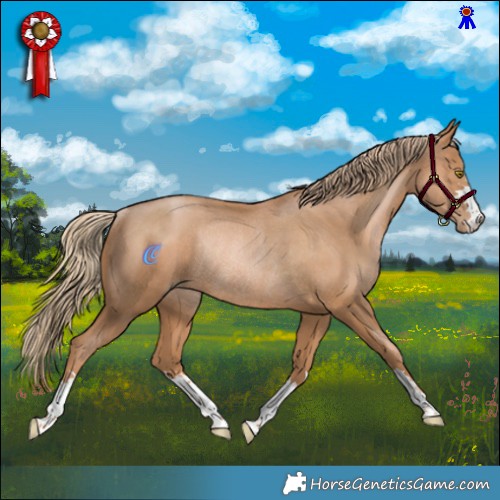 Horse Color:Chestnut Pearl Rabicano 