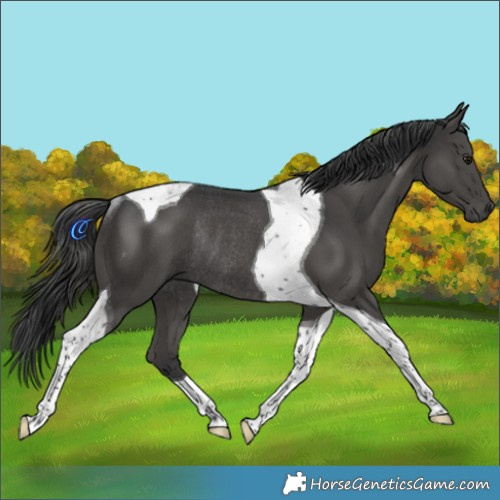 Horse Color:Black Mushroom Tobiano Rabicano
